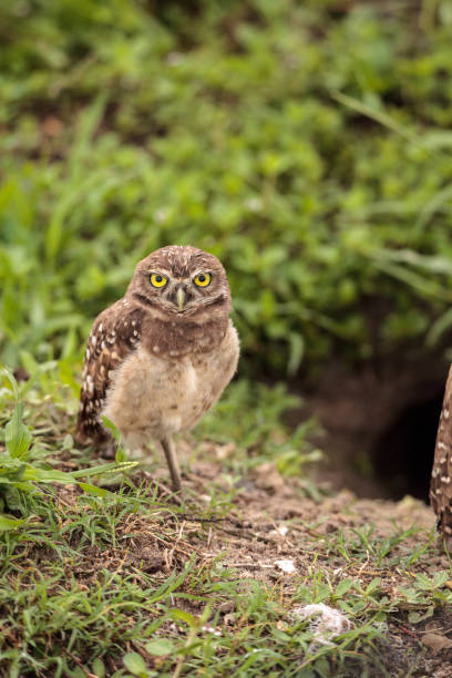 istock Adult Burrowing owl Athene cunicularia 964605276