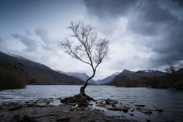 The Lone Tree on the shores of Llyn Padarn, Llanberis Town, northern of Wales, UK