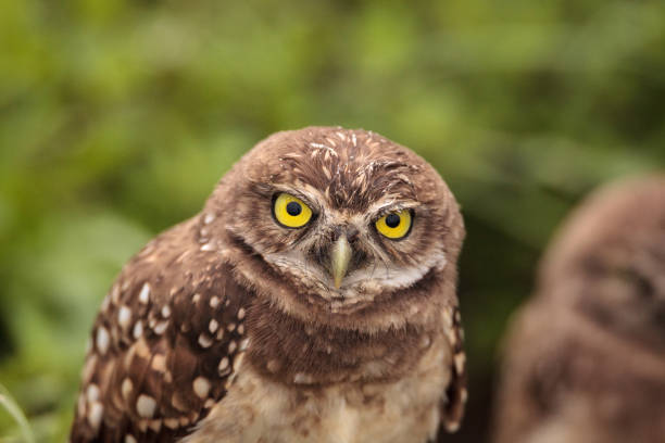 istock Adult Burrowing owl Athene cunicularia 964605290