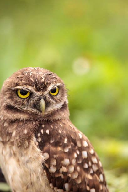 istock Adult Burrowing owl Athene cunicularia 964605356