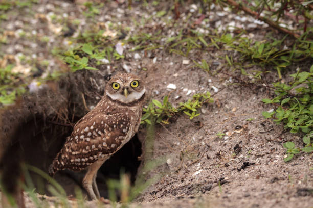 bebé lechuza athene cunicularia situado fuera de su madriguera - mochuelo excavador fotografías e imágenes de stock