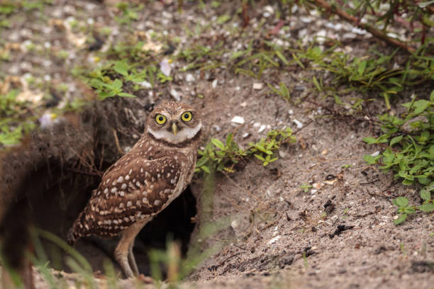Baby Burrowing owl Athene cunicularia perched outside its burrow Baby Burrowing owl Athene cunicularia perched outside its burrow on Marco Island, Florida burrowing owl stock pictures, royalty-free photos & images
