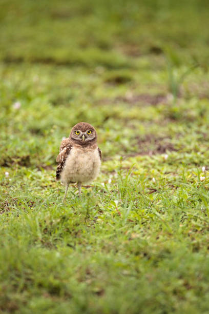 istock Baby Burrowing owl Athene cunicularia perched outside its burrow 964606274