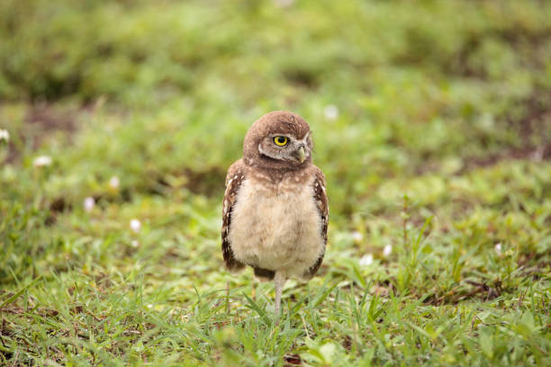 istock Baby Burrowing owl Athene cunicularia perched outside its burrow 964608052