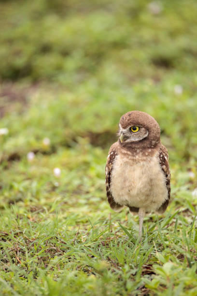 istock Baby Burrowing owl Athene cunicularia perched outside its burrow 964608082