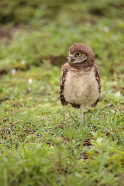 istock Baby Burrowing owl Athene cunicularia perched outside its burrow 964608104