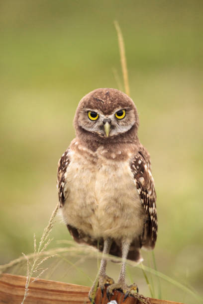 istock Baby Burrowing owl Athene cunicularia perched outside its burrow 964608286