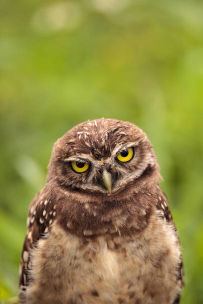 istock Baby Burrowing owl Athene cunicularia perched outside its burrow 964608334
