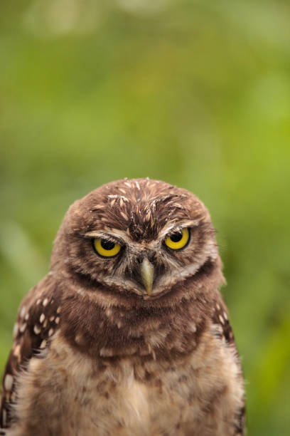 istock Baby Burrowing owl Athene cunicularia perched outside its burrow 964608358