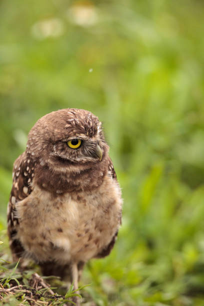 istock Baby Burrowing owl Athene cunicularia perched outside its burrow 964608368