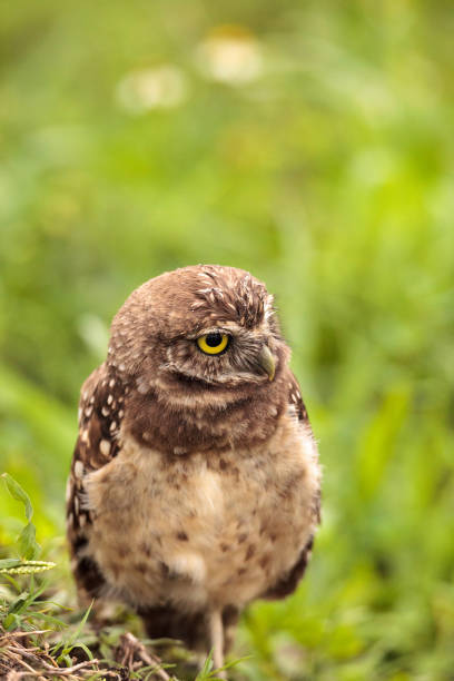 istock Baby Burrowing owl Athene cunicularia perched outside its burrow 964608384