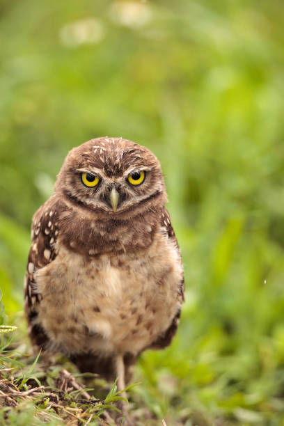 istock Baby Burrowing owl Athene cunicularia perched outside its burrow 964608394