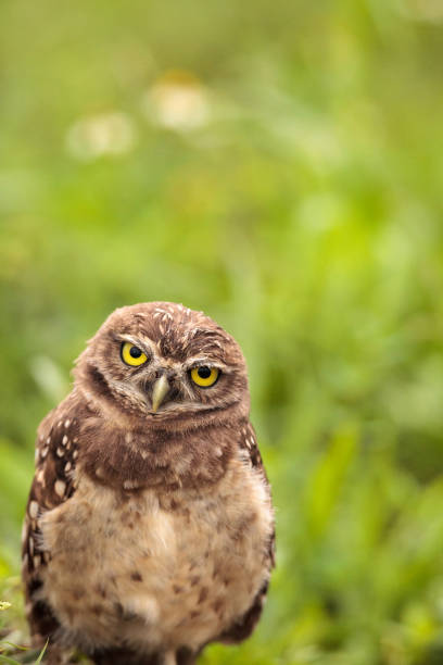 istock Baby Burrowing owl Athene cunicularia perched outside its burrow 964608428