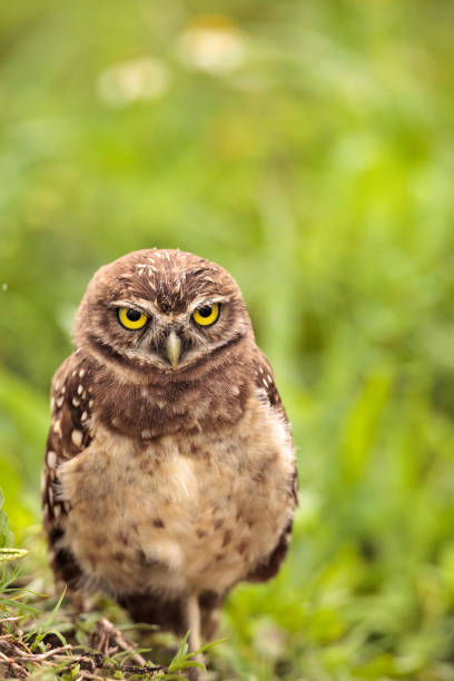 istock Baby Burrowing owl Athene cunicularia perched outside its burrow 964608430