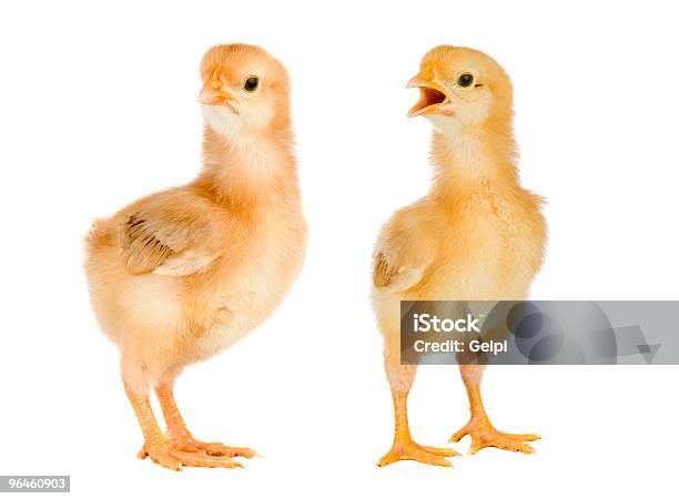 Para Z Żółte Kurczaki - zdjęcia stockowe i więcej obrazów Bez ludzi - Bez ludzi, Białe tło, Dwa zwierzęta