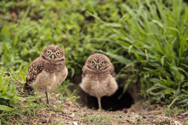 famille avec bébé burrowing owls athene cunicularia - chevêche des terriers photos et images de collection