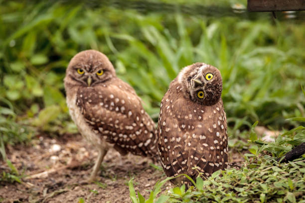istock Funny Burrowing owl Athene cunicularia 964610918