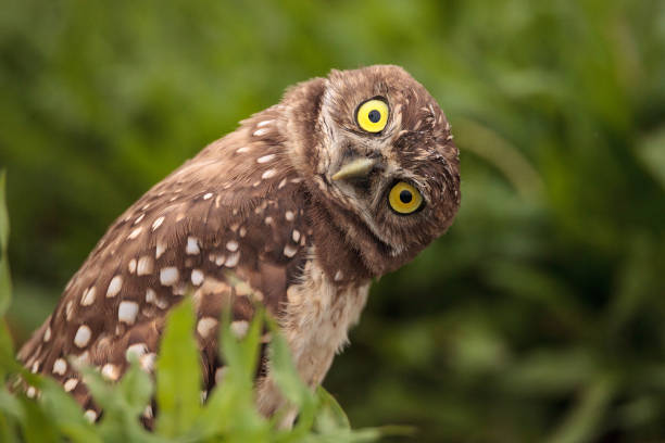 drôle burrowing owl athene cunicularia - chevêche des terriers photos et images de collection