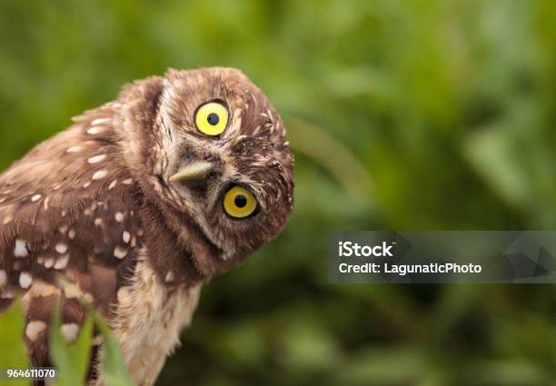Lustige Burrowing Owl Athene Cunicularia Stockfoto und mehr Bilder von Eule - Eule, Humor, Neugierde