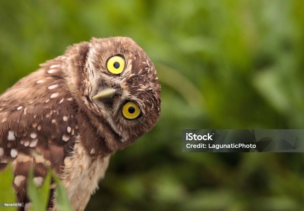 Divertido tecolote buho cunicularia de Athene - Foto de stock de Búho libre de derechos