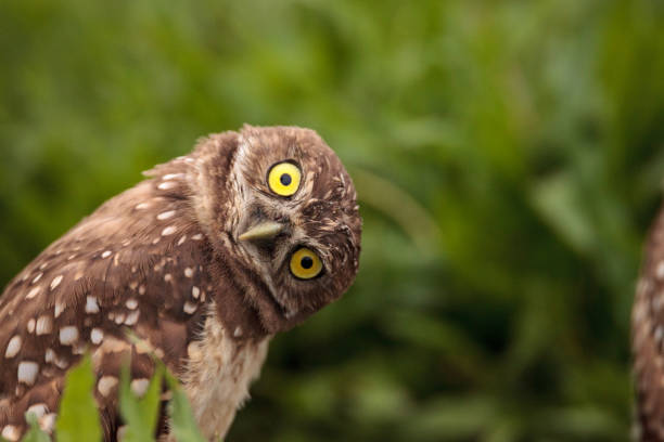 Funny Burrowing owl Athene cunicularia