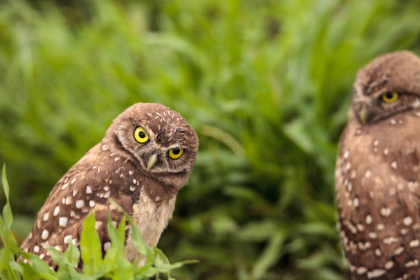 istock Funny Burrowing owl Athene cunicularia 964613106