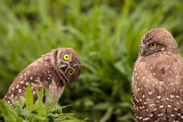 istock Funny Burrowing owl Athene cunicularia 964613114