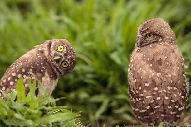 Funny Burrowing owl Athene cunicularia