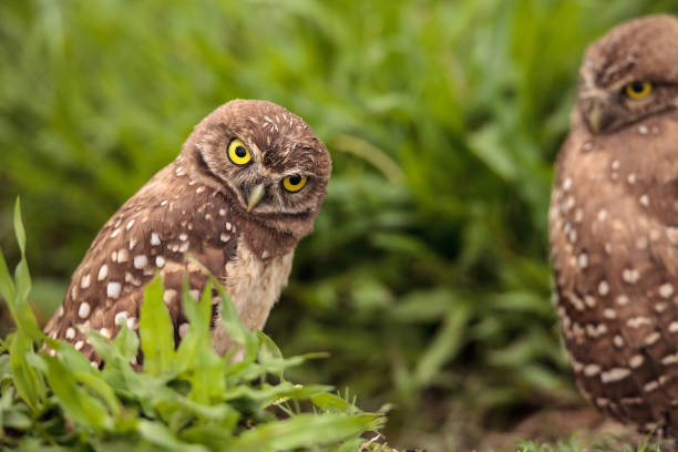 istock Funny Burrowing owl Athene cunicularia 964613120