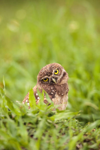 istock Funny Burrowing owl Athene cunicularia 964613150