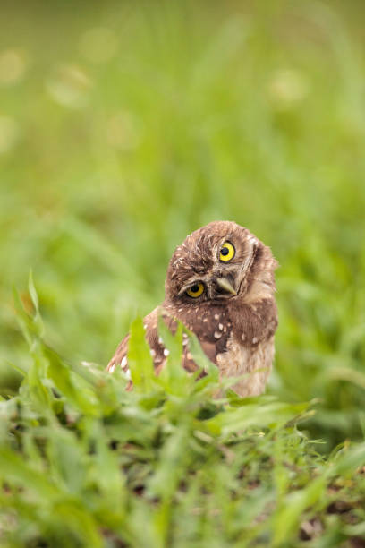 istock Funny Burrowing owl Athene cunicularia 964615156