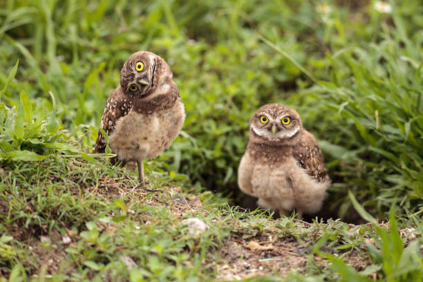 istock Funny Burrowing owl Athene cunicularia 964617244