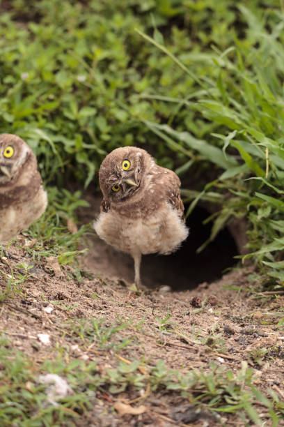 istock Funny Burrowing owl Athene cunicularia 964617246