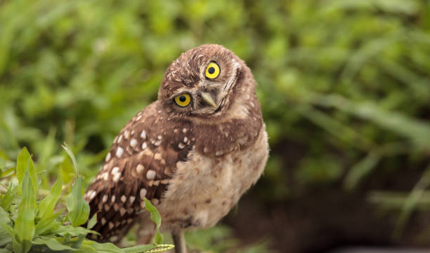istock Funny Burrowing owl Athene cunicularia 964619292