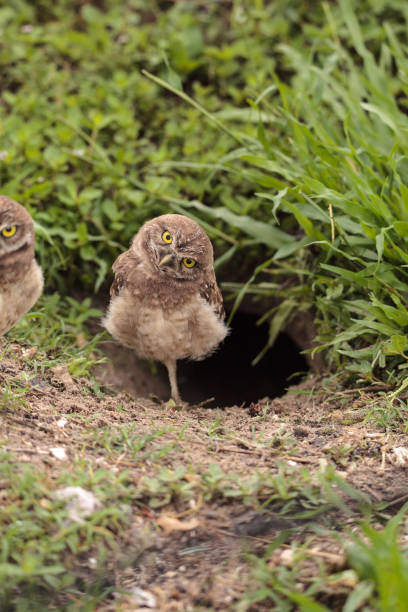 istock Funny Burrowing owl Athene cunicularia 964619296