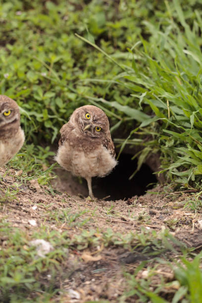 istock Funny Burrowing owl Athene cunicularia 964619314