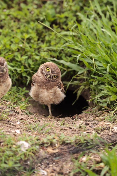 istock Funny Burrowing owl Athene cunicularia 964621328