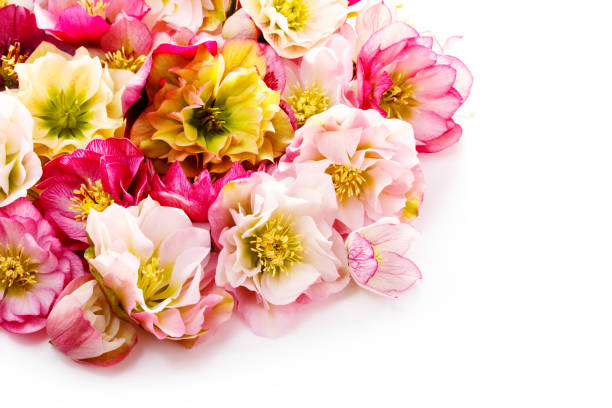 istock Hellebore flower or Helleborus orientalis isolated on white 964621470