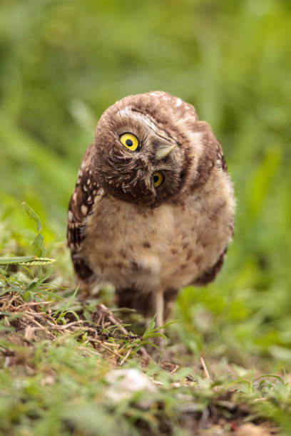 istock Funny Burrowing owl Athene cunicularia 964623378