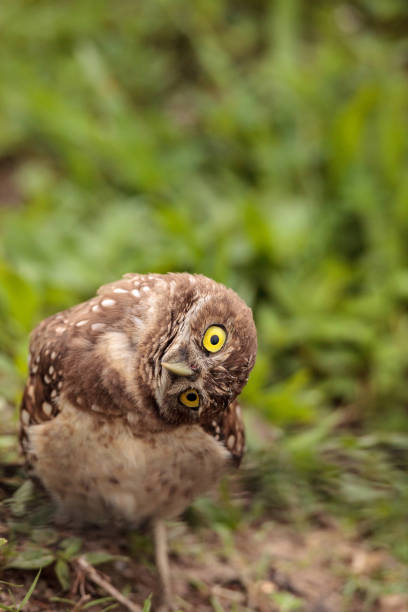 istock Funny Burrowing owl Athene cunicularia 964623382