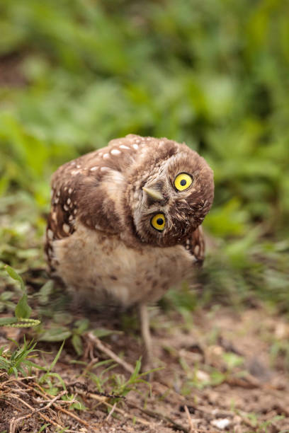 istock Funny Burrowing owl Athene cunicularia 964623440