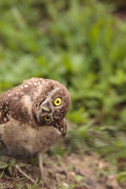 istock Funny Burrowing owl Athene cunicularia 964625402