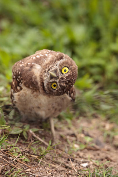 istock Funny Burrowing owl Athene cunicularia 964625406