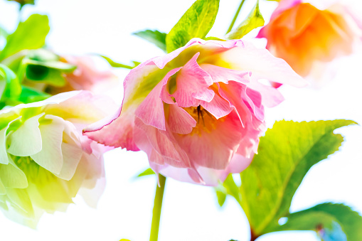 Hellebore flower or Helleborus orientalis isolated on white background