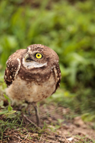 istock Funny Burrowing owl Athene cunicularia 964625424