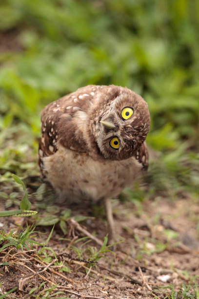 istock Funny Burrowing owl Athene cunicularia 964625432