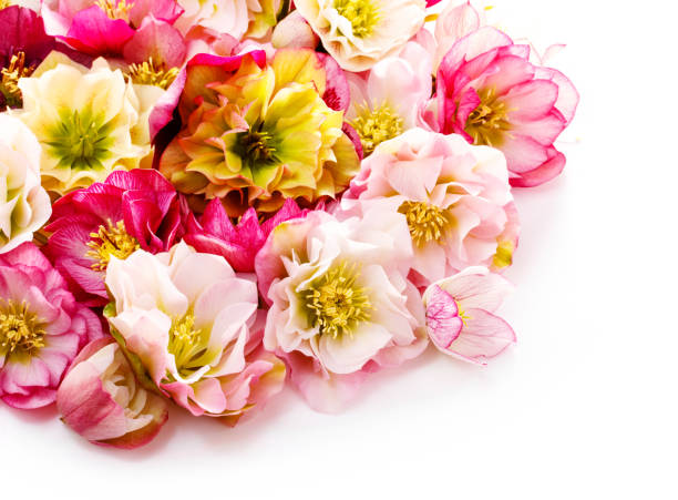 istock Hellebore flower or Helleborus orientalis isolated on white 964625512