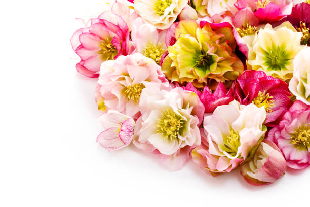 istock Hellebore flower or Helleborus orientalis isolated on white 964625546