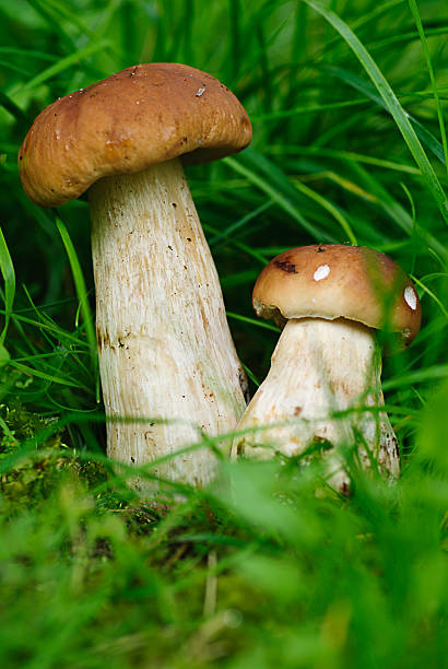 istock cep boletus. mushroom in forest 96462720