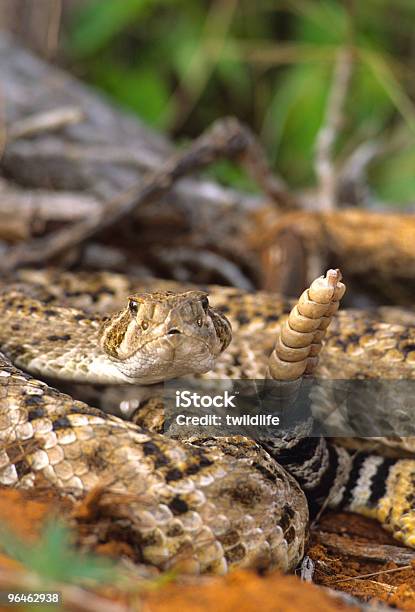 Cascaveldiamante Enrolado - Fotografias de stock e mais imagens de Animal - Animal, Animal selvagem, Cascavel